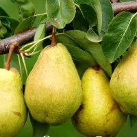 فروش عمده و خرده گلابی درجه یک ( شیرین و آبدار )