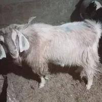 پازن تخمی سرحال