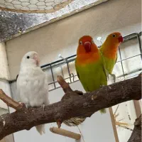 جفت کتوله برزیلی