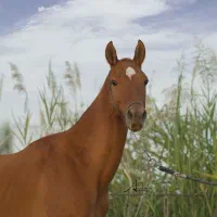 اسب دامداری سوارکاری|اسب و تجهیزات اسب‌سواری|رباط‌کریم, رباط‌کریم|دیوار