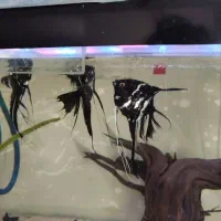 ماهی آنجل مولد تخم گذار