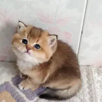 بچه گربه های کیوت و دلبر اهواز