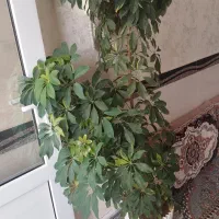 گل شفلرا درحال رشد ارتفاع دونیم با گلدان بزرگ|گل و گیاه طبیعی|ابهر, |دیوار