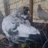 کفتر شهرستان به شرط