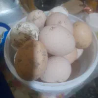 تخم مرغ محلی