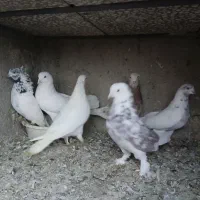 سرور خال پیس هما|پرنده|قم, زاویه|دیوار