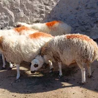 ۴راس میش آبستن سنگین سنگین