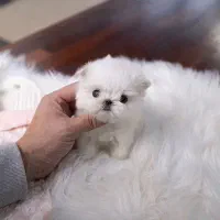 تدی|سگ|بندرعباس, |دیوار