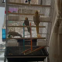 عروس هلندی  لوتینو