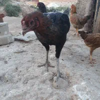 مرغ لاری|حیوانات مزرعه|قصرشیرین, |دیوار