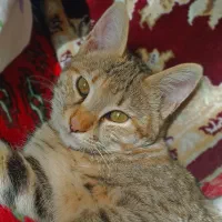 واگذاری گربه خانگی