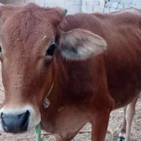 گاو ماده جوان|حیوانات مزرعه|بندرعباس, |دیوار
