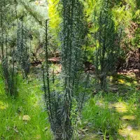 فروش گلهای سیکاس،کاکتوس،کامیس و کاج رونده سبز