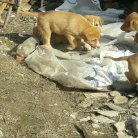 ۵ عدد توله سگ نگهبان دورگ پیتبول