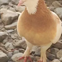 کبوتر|پرنده|منوجان, |دیوار