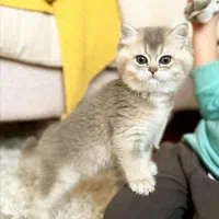 گربه بریتیش