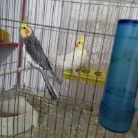 جفت عروس همراه با تخم|پرنده|میاندوآب, |دیوار