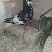نرو ماده شهری گل دار|پرنده|شیبکوه (فارس), |دیوار