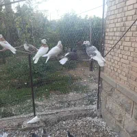 کبوتر ساده و طوقی|پرنده|نیشابور, راه آهن|دیوار