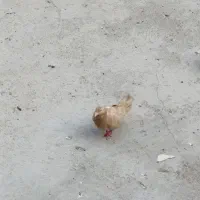 چند عدد کبوتر