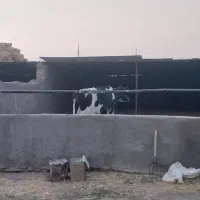 فروش گاوداری مجتمع نصرت آباد