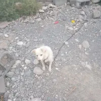 سگ اشپیز ماده
