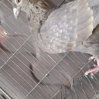 ماده دورگ قهوه ای|پرنده|مبارکه, |دیوار