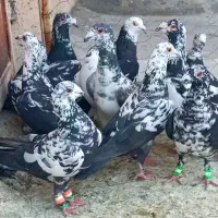 کبوتر گلی سیاه سوسکی سینه سفید کفتر