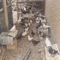 کفتر