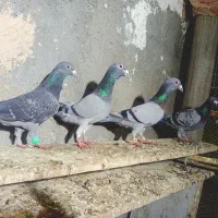 کفتر آلمانی