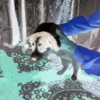 ۴ عدد توله پا کوتاه اش اشپیدس|سگ|مشهد, عبادی|دیوار