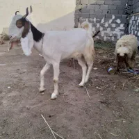 بز گلابی وبره