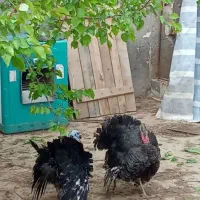 ۲ عدد بوقلمون طبیعی سالم سالم