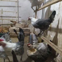 تخم نطفه دار براکل. سبرایت و سبرایت بوف|حیوانات مزرعه|ساوه, |دیوار