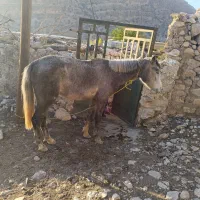 اسب کهر|اسب و تجهیزات اسب‌سواری|کوه چنار, |دیوار