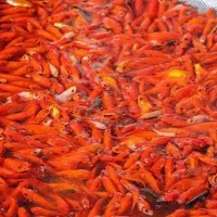 انواع ماهی گلدفیش شب عید و ماهی قرمز|ماهی|آمل, |دیوار