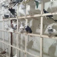 کفتر پرشی 70 عدد یجایی|پرنده|نسیم‌شهر, |دیوار