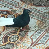 ‌دم‌ سفیدجفت اشعل ویه ماده سرخ دم سفیدخال سیاه|پرنده|کارون, |دیوار