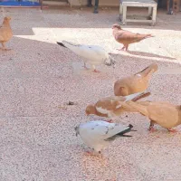 کبوتر|پرنده|رباط‌کریم, الارد|دیوار