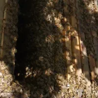زنبور عسل