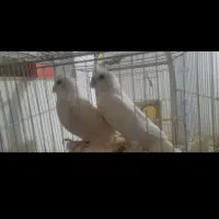 عروس هلندی البینو مولد|پرنده|فردوس (خراسان), |دیوار