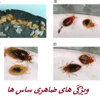 سمپاشی سوسک ساس دریک مرحله یک سال ضمانت سم پاشی|خدمات نظافت|تهران, فلسطین (میدان انقلاب)|دیوار