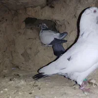 گبوتر|پرنده|فرخشهر, |دیوار