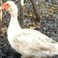 خروس برهما،اردک اصلاحی سفید جثه بزرگ|حیوانات مزرعه|کوچصفهان, |دیوار