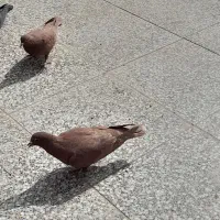 کفتر گلی|پرنده|زرند, |دیوار