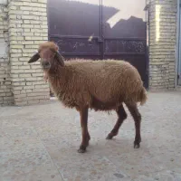 گوسفند
