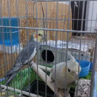 جفت عروس هلندی