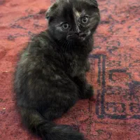 گربه دبل اسکاتیش ماده سه ماه