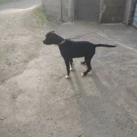 واگذاری طوله ماده امریکن پیتبول|سگ|بندر انزلی, گلشن|دیوار