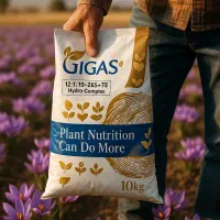 افزایش عملکرد زعفران با کود کامل GIGAS
